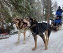 Huskytocht Lapland