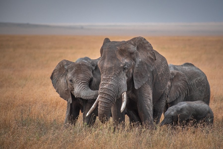 serengeti_olifanten