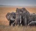 serengeti_olifanten