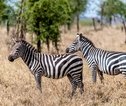Serengeti_zebra's
