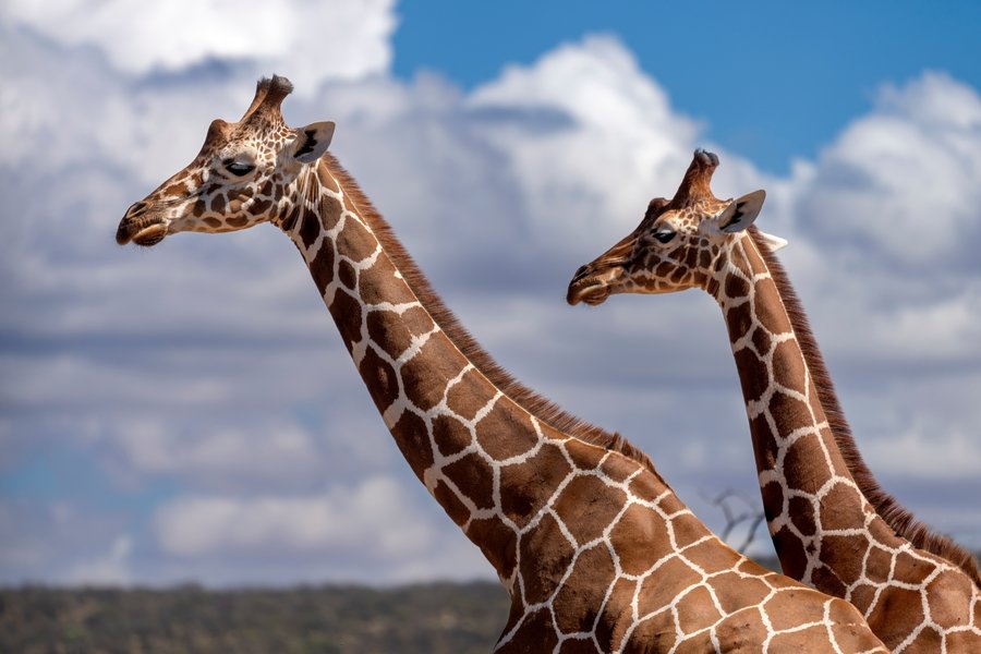 Samburu_netgiraf