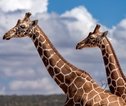 Samburu_netgiraf