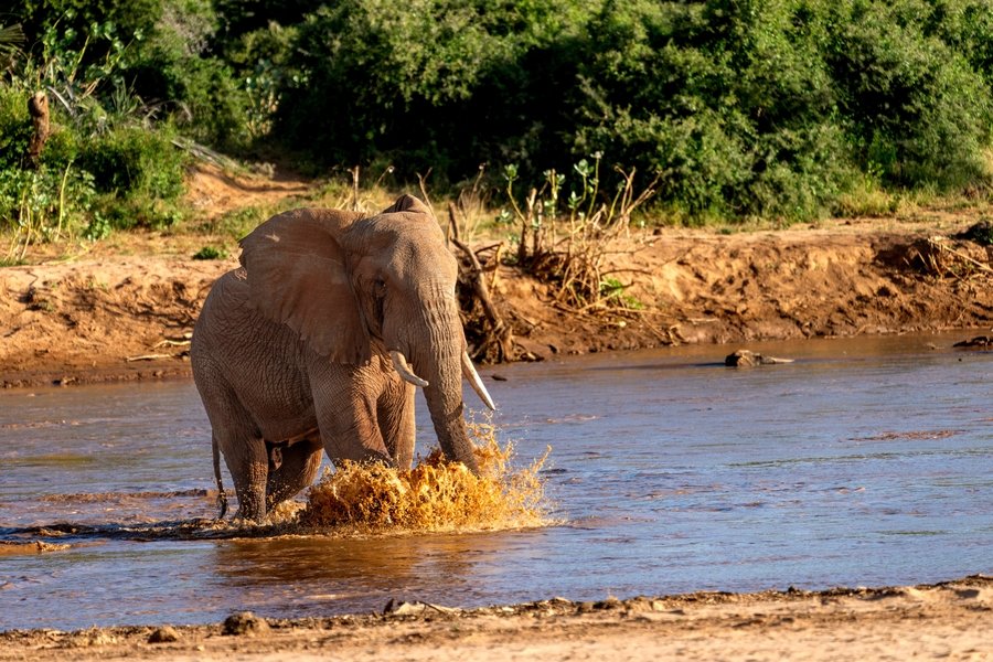 Samburu_olifant