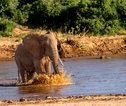 Samburu_olifant