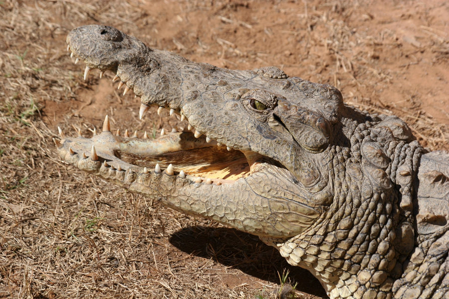 Samburu_krokodil
