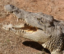 Samburu_krokodil