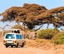 Amboseli_gamedrive