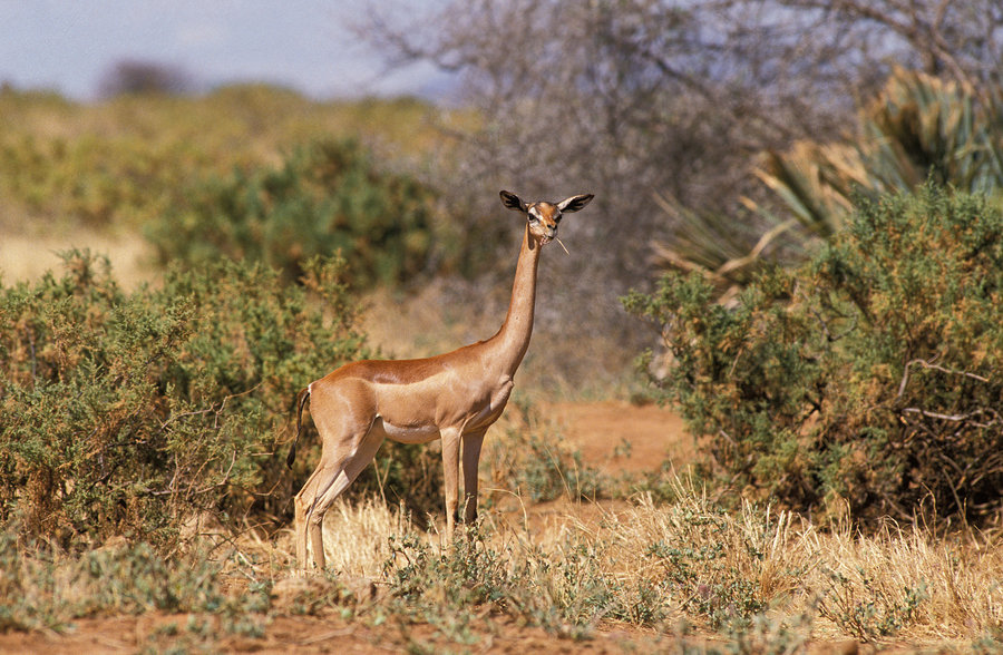 Samburu_gerenoek
