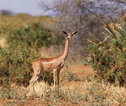 Samburu_gerenoek