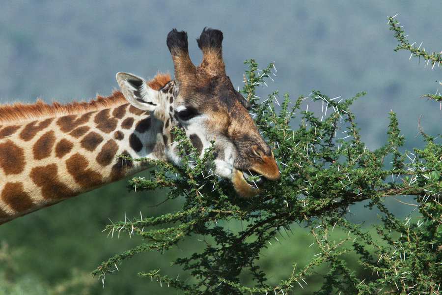 Serengeti_giraf