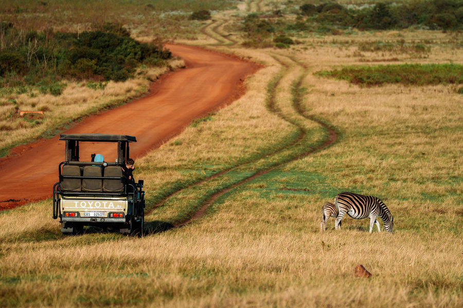 Safari zebra