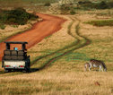 Safari zebra