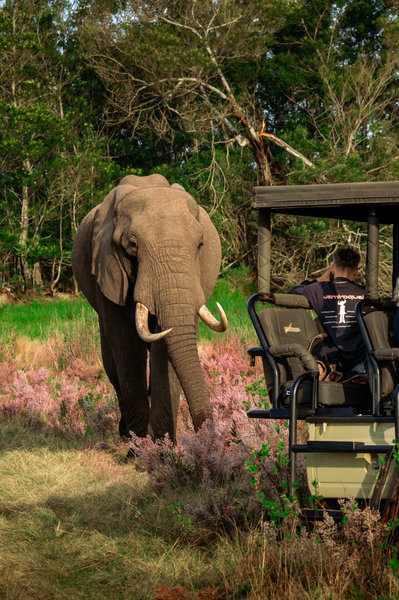 Foto maken van olifant