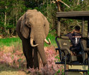 Foto maken van olifant