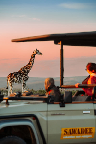 Giraffe vanuit jeep