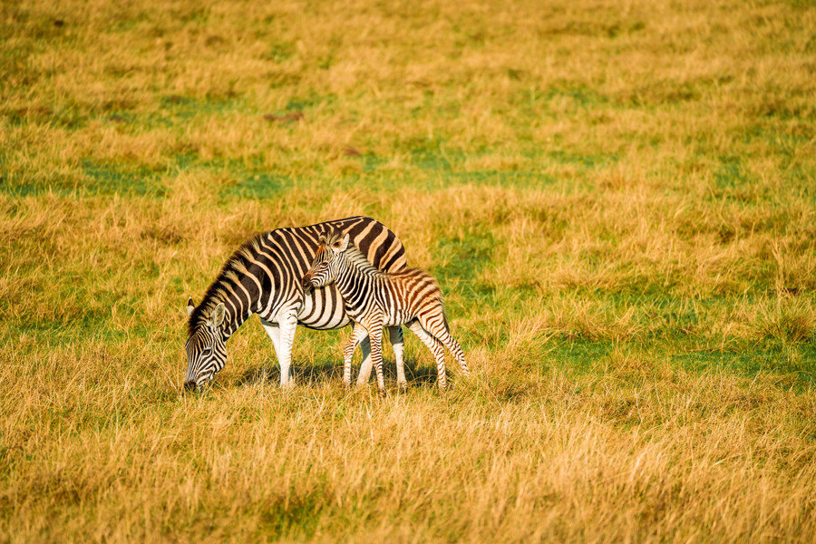 Zebra met veulen