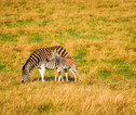 Zebra met veulen