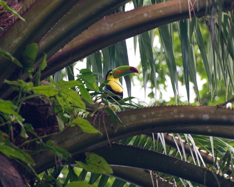 Wildlife Costa Rica