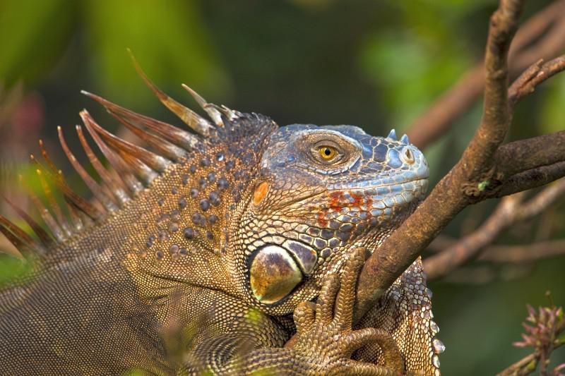 Leguaan Costa Rica