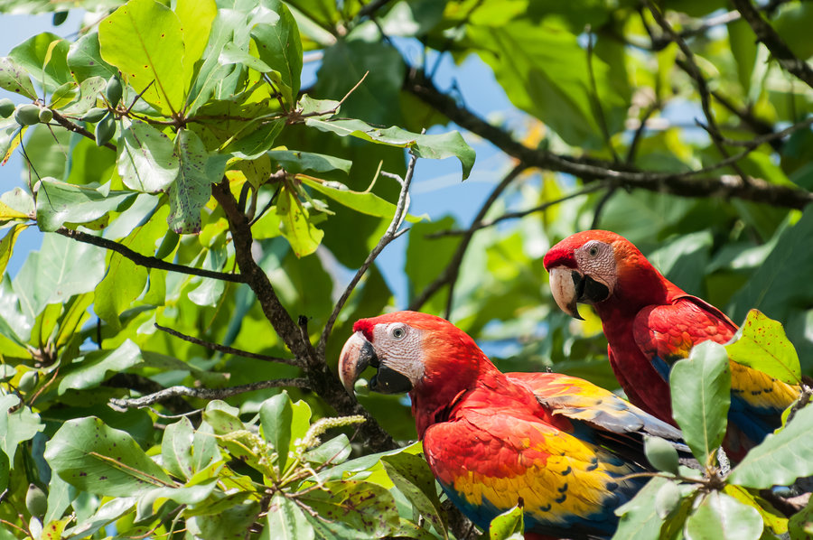 Papegaaien Costa Rica