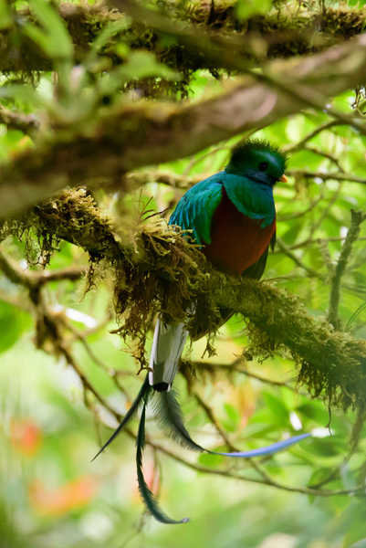Quetzal