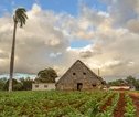 Vinales Cuba