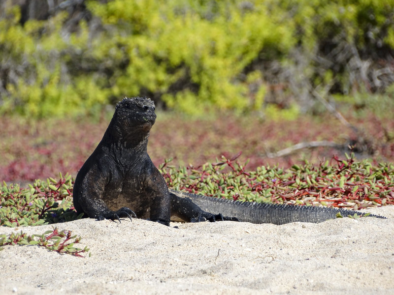 Rondreis Ecuador en Galapagos eilanden zeeleguaan