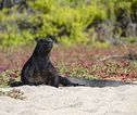 Rondreis Ecuador en Galapagos eilanden zeeleguaan