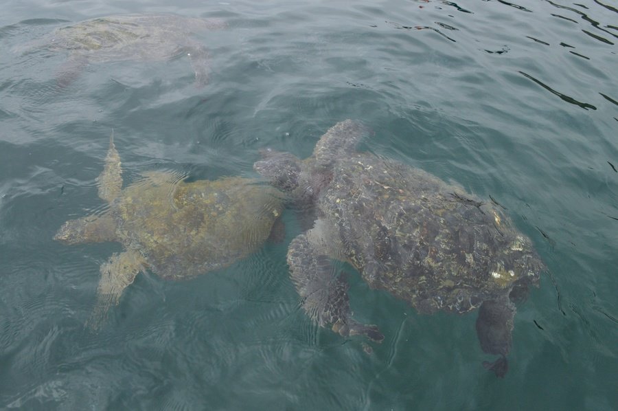 Rondreis Ecuador en Galapagos schildpad