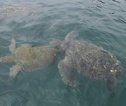 Rondreis Ecuador en Galapagos schildpad