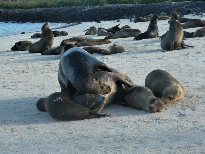 Rondreis Ecuador en Galapagos Zeehonden