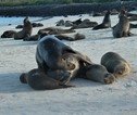 Rondreis Ecuador en Galapagos Zeehonden