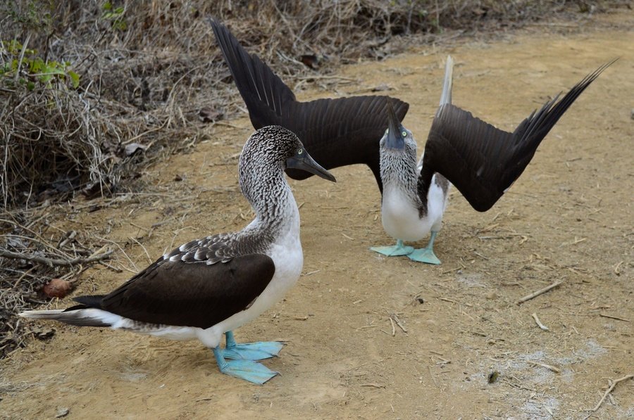 Rondreis Ecuador en Galapagos Vogels Galapagos