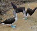 Rondreis Ecuador en Galapagos Vogels Galapagos