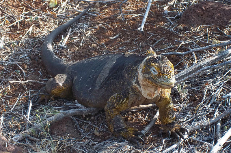 Rondreis Ecuador en Galapagos Leguaan