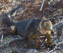 Rondreis Ecuador en Galapagos Leguaan