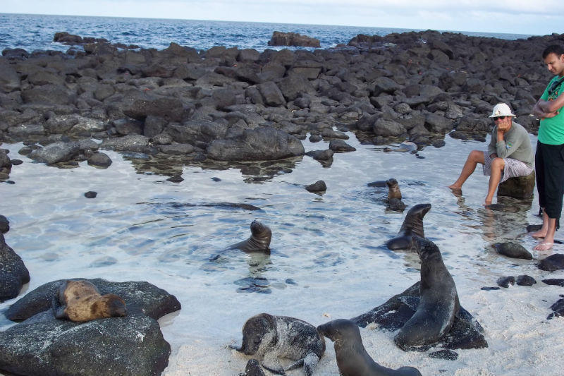 Rondreis Ecuador en Galapagos Zeehonden Galapagos