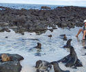Rondreis Ecuador en Galapagos Zeehonden Galapagos