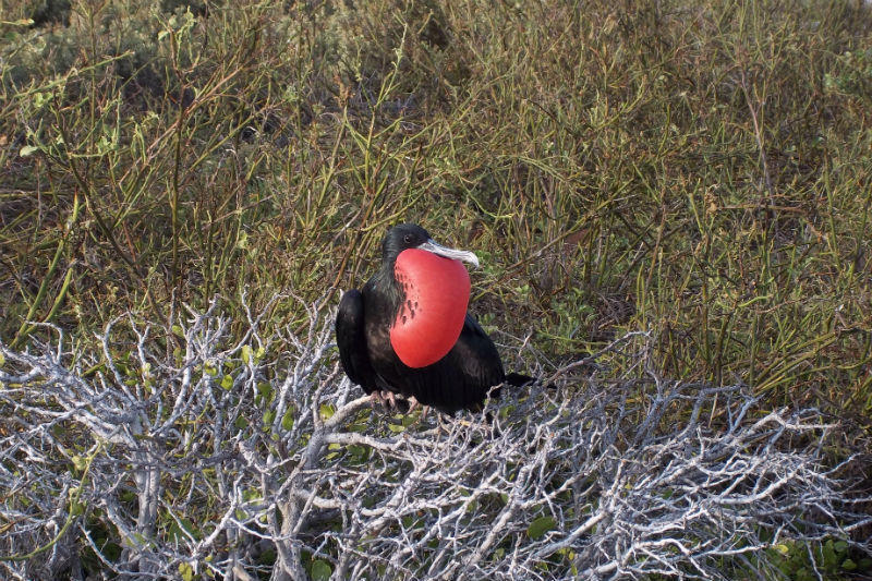 Rondreis Ecuador en Galapagos roodborstje