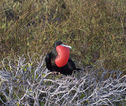 Rondreis Ecuador en Galapagos roodborstje