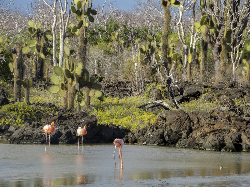 Rondreis Ecuador en Galapagos Flamingo Galapagos