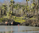 Rondreis Ecuador en Galapagos Flamingo Galapagos
