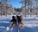 Rondreis Lapland husky