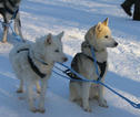 Rondreis Lapland sleehonden