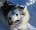 Rondreis Lapland sleehond