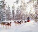 Rondreis Lapland huskytocht