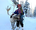 Rondreis Lapland rendier