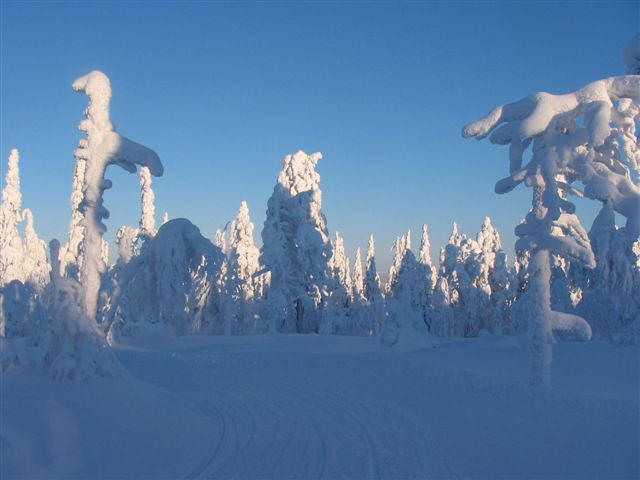 Rondreis Lapland sneeuw