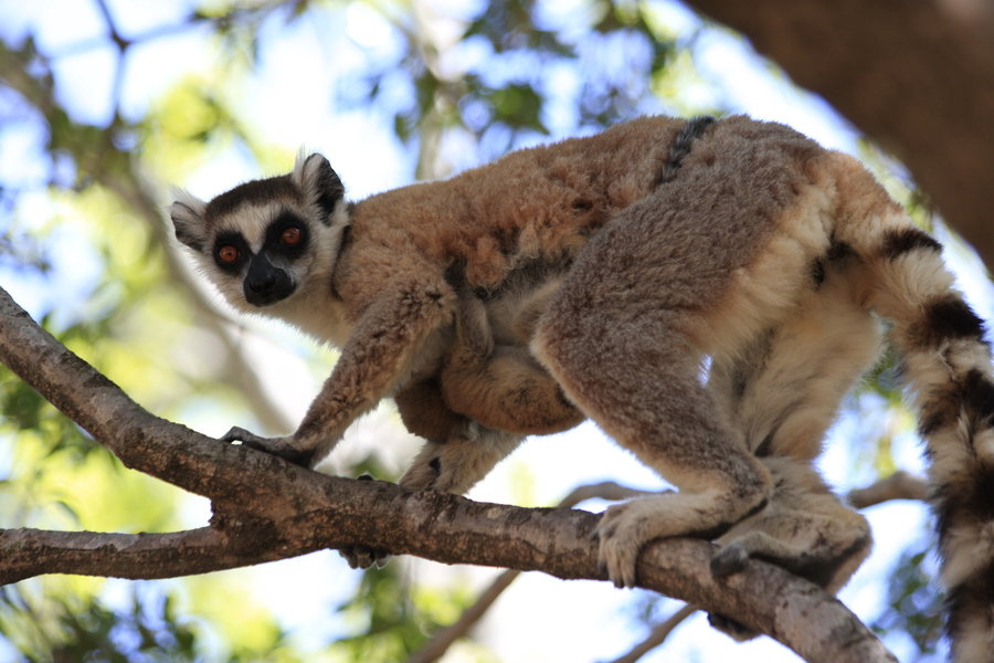 Lemur - Madagascar