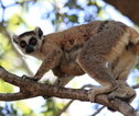 Lemur - Madagascar